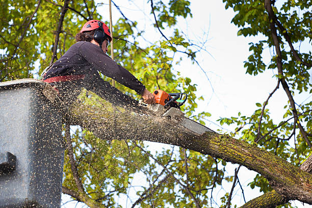 Best Hedge Trimming  in Tahoma, CA